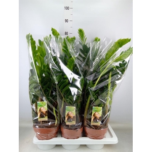 Zamioculcas zamiifolia