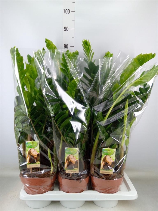 <h4>Zamioculcas zamiifolia</h4>