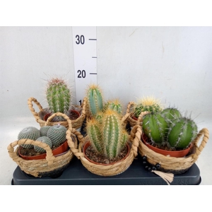 Cactus   ...