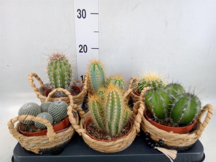 <h4>Cactus   ...</h4>