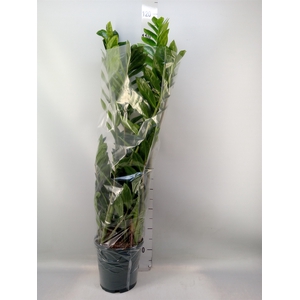 Zamioculcas zamiifolia
