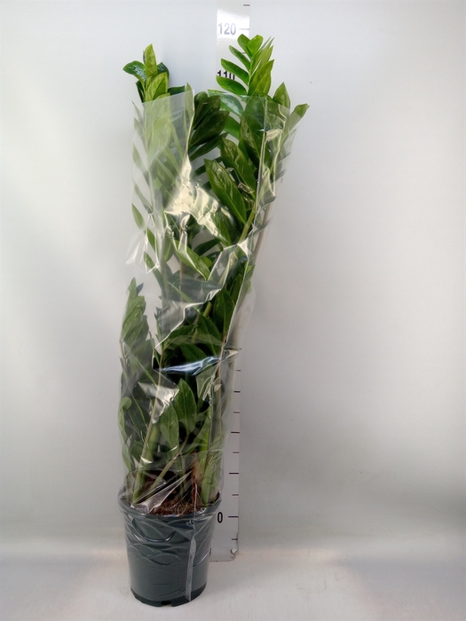 <h4>Zamioculcas zamiifolia</h4>