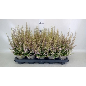 Erica gracilis   ...