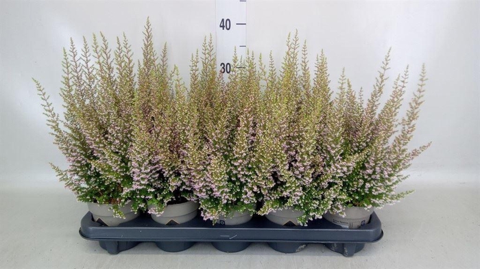 <h4>Erica gracilis   ...</h4>