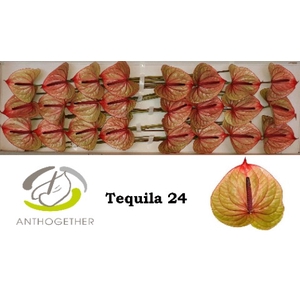 ANTH A TEQUILA 24