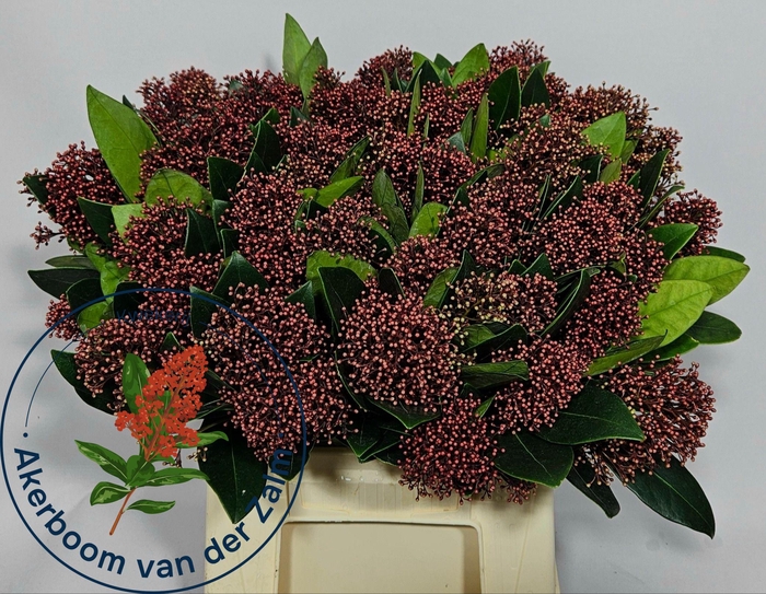 <h4>SKIM J RUBELLA BS</h4>