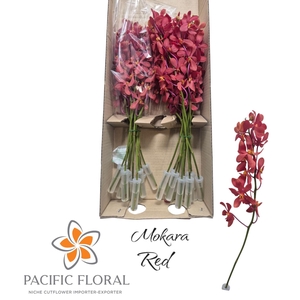 Xmokara Red Pacific