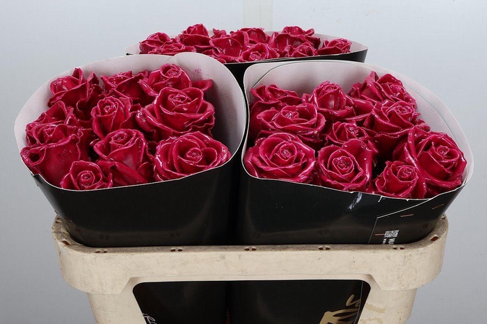 R Wx Cerise Rose W18
