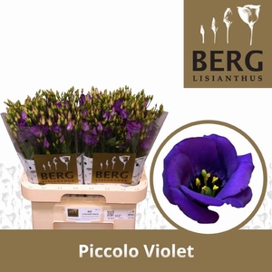 EUS E PICCO VIOLET BERG