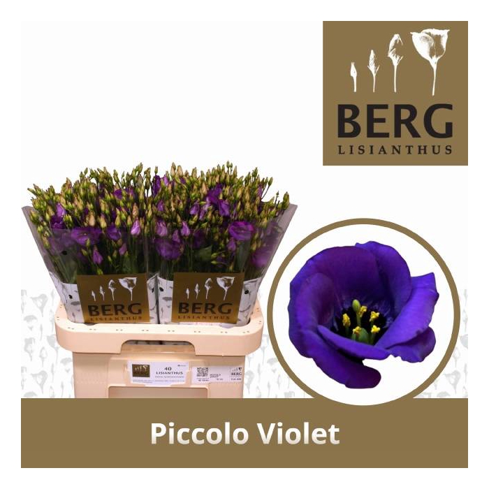 <h4>EUS E PICCO VIOLET</h4>