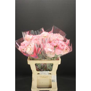 Ran Romance Maritime 60cm