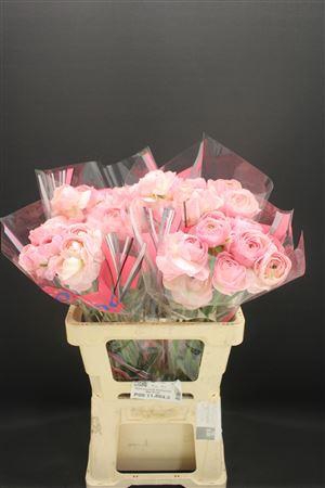 <h4>Ran Romance Maritime 60cm</h4>