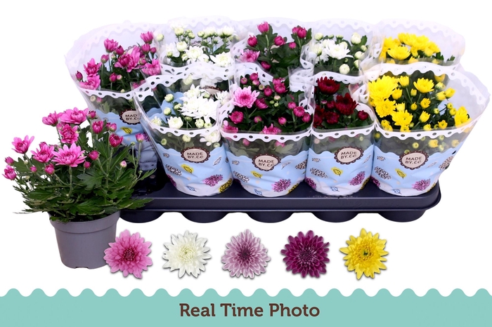 <h4>CHRYS GEVULDBL GEM</h4>