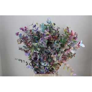 Euca Cinerea Picasso 200gr P Bunch