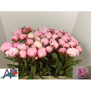 PAEO L GARDENIA