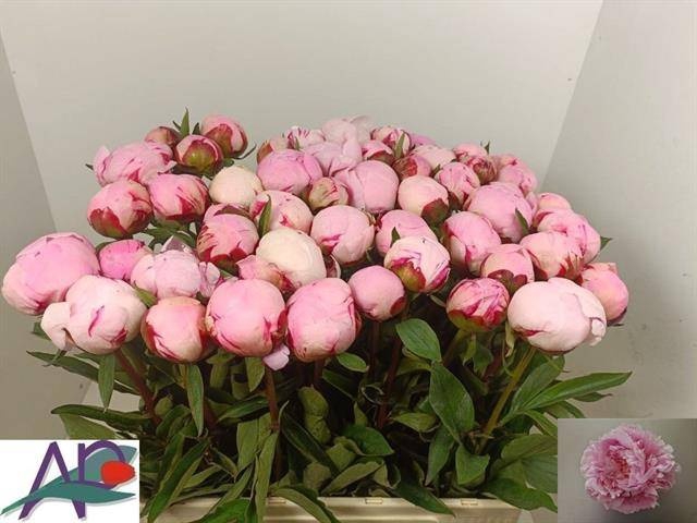 <h4>PAEO L GARDENIA</h4>