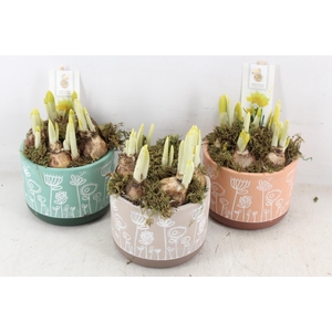 arr4 Narcis FL - Flower time pastel x6