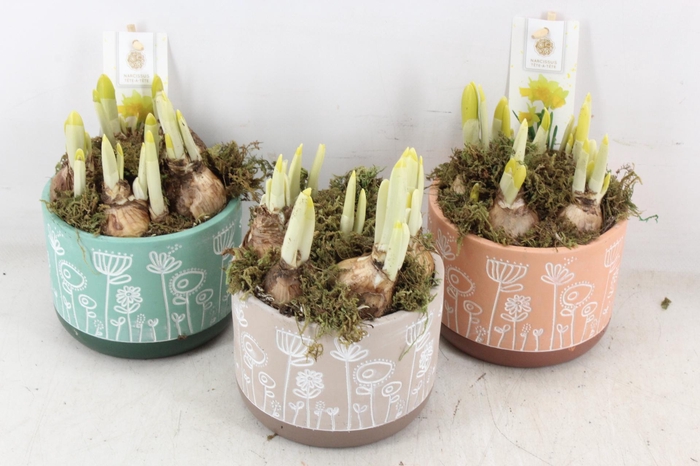 <h4>arr4 Narcis FL - Flower time pastel x6</h4>