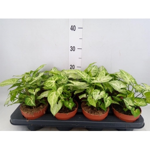 Syngonium  'Arrow'