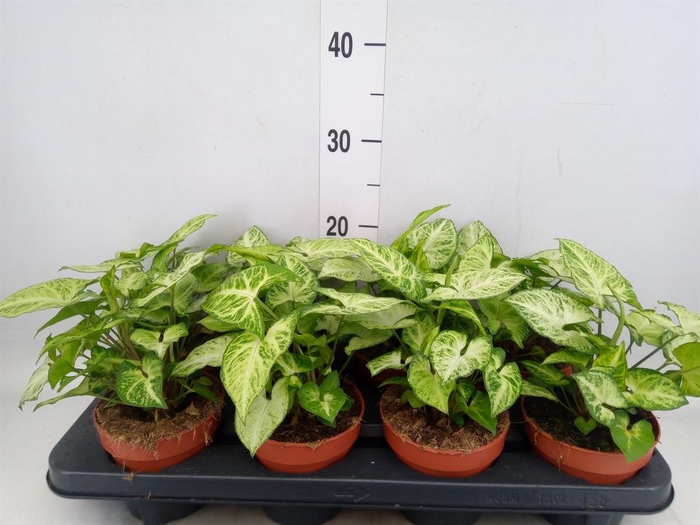 <h4>Syngonium  'Arrow'</h4>