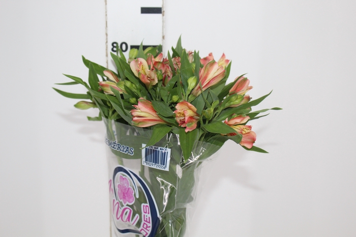 <h4>ALSTROEMERIA MOTION 080 CM LARANJA</h4>