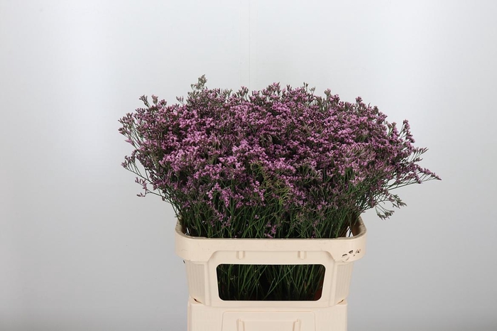 <h4>Lim Mr Silver Pink</h4>