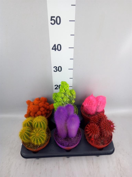 <h4>Cactus   ...</h4>