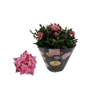 Nolina Roses | Excellent Bowl Special Ganna