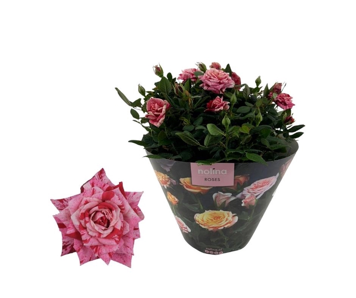 <h4>Nolina Roses | Excellent Bowl Special Ganna</h4>