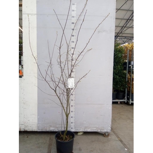 Amelanchier lamarckii