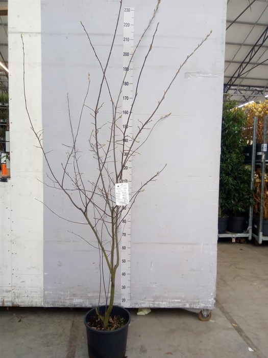 <h4>Amelanchier lamarckii</h4>