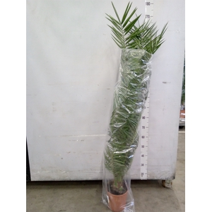 Phoenix canariensis