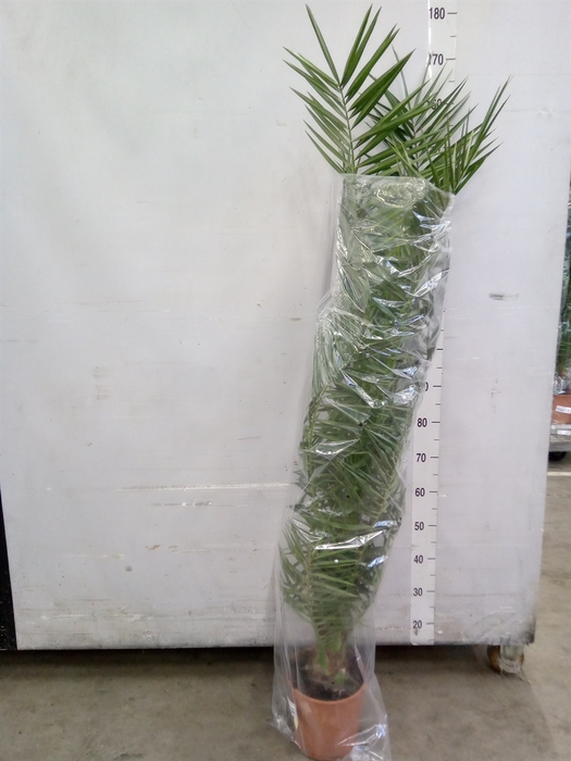 <h4>Phoenix canariensis</h4>