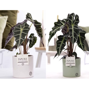 Alocasia Polly in P&PURE Essential ceramics ass. 2