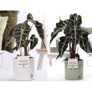 Alocasia Polly in P&PURE Essential ceramics ass. 2