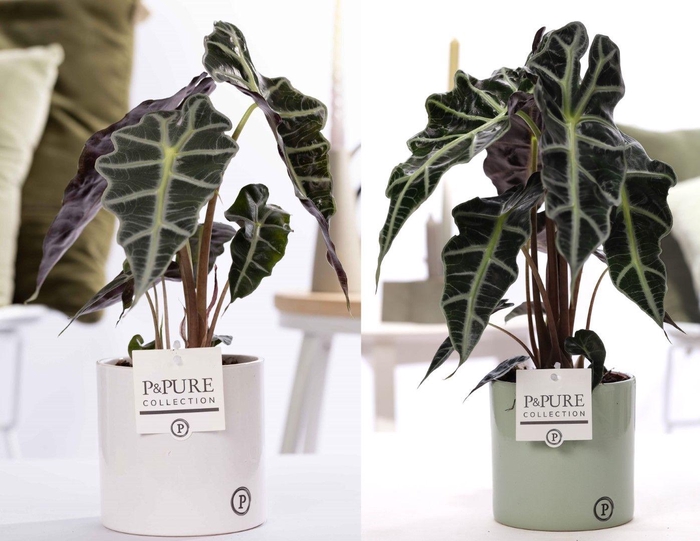 <h4>Alocasia Polly in P&PURE Essential ceramics ass. 2</h4>