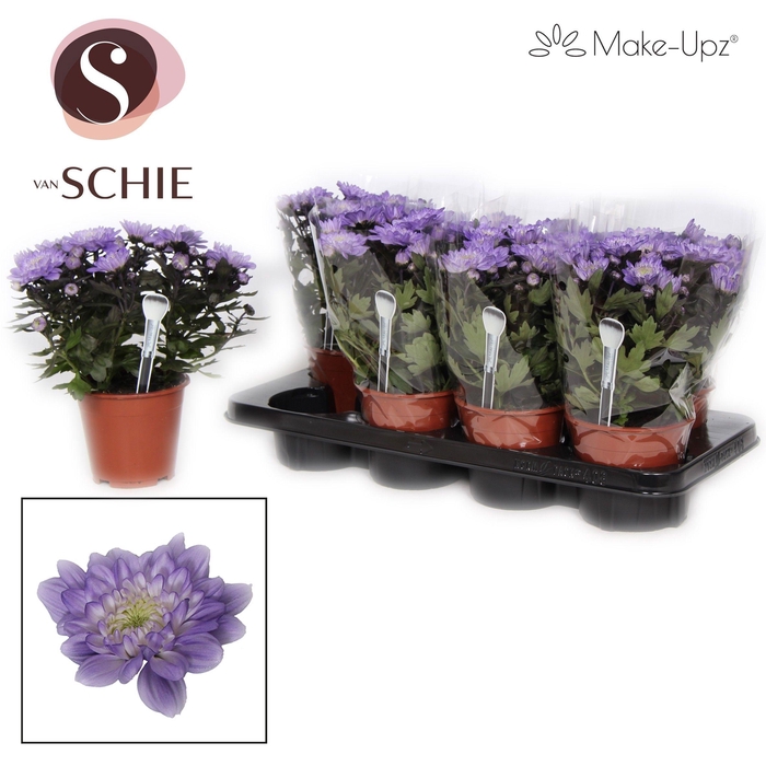 <h4>Ch Grandezza Make-Upz® UNO Purple</h4>