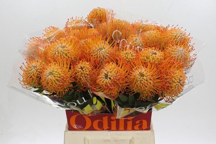 <h4>Nutans Ayoba Sun</h4>