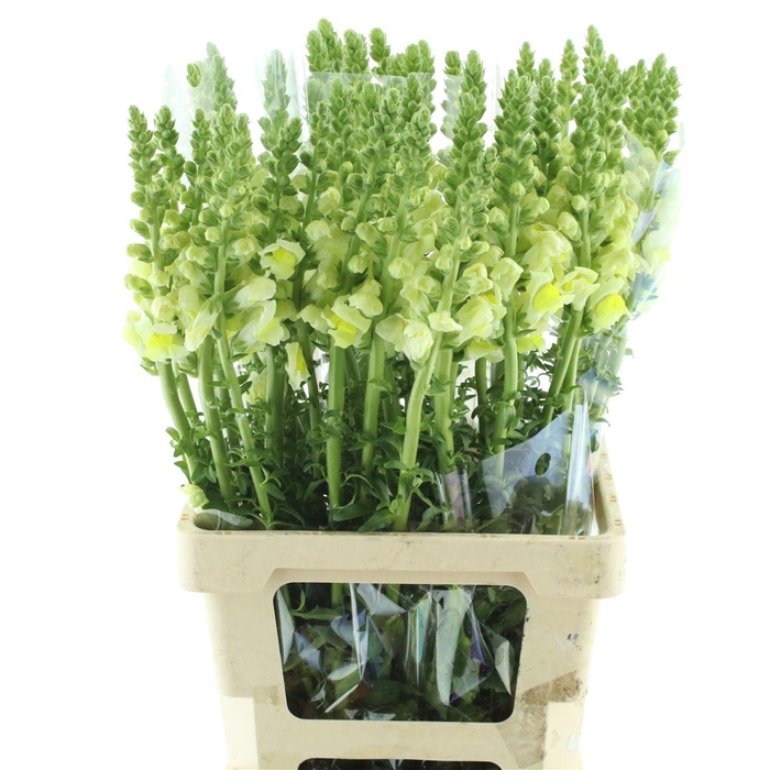 <h4>Antir Op Yellow</h4>