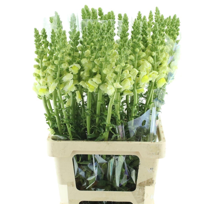 <h4>Antir Op Yellow</h4>