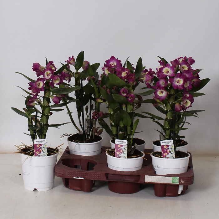 <h4>DEND NOBILE</h4>