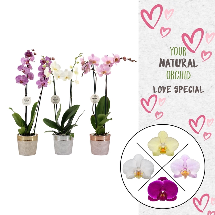 <h4>Phal. 2 spike Love Mix in keramiek</h4>