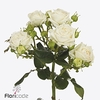 Rosa spray bridal flow