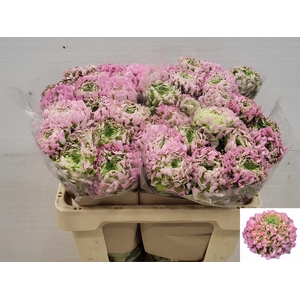 RAN PON PON HERMIONE