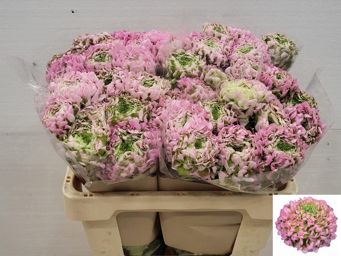 <h4>RAN PON PON HERMIONE</h4>