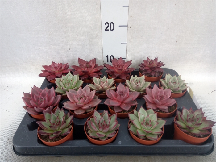 Echeveria   ...mix