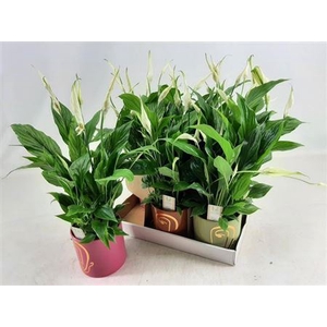 Spathiphyllum 'Bellini'