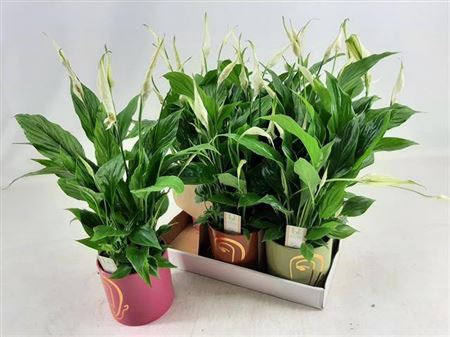 <h4>Spathiphyllum 'Bellini'</h4>