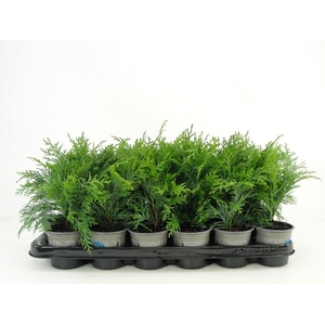 Chamaecyparis Globosa