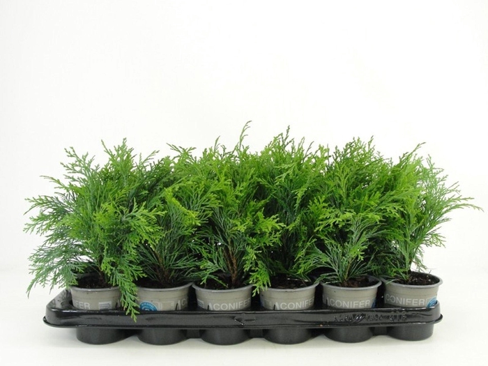 <h4>Chamaecyparis Globosa</h4>